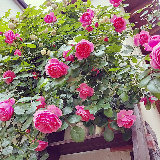 Toiroさんの実例写真