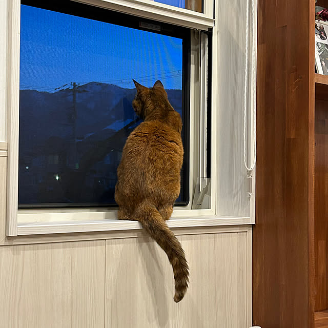 mikeume7さんの実例写真
