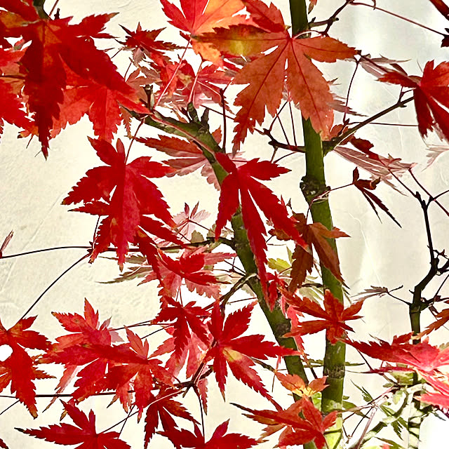 shushuさんの部屋