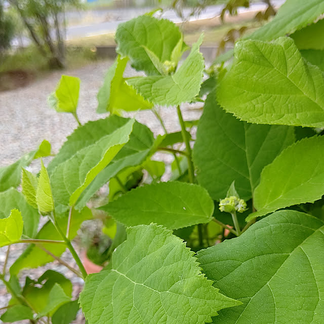 marronさんの実例写真