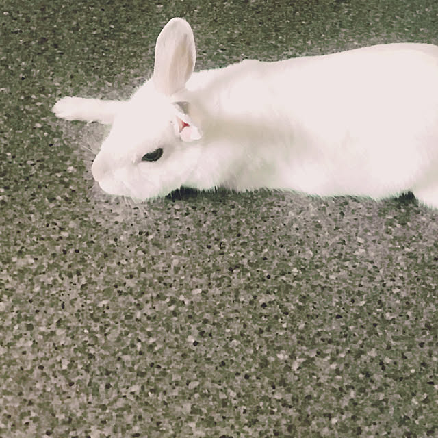 usako66さんの実例写真