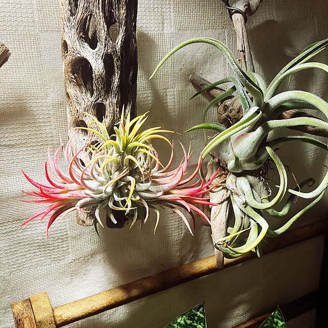 ansamさんの実例写真