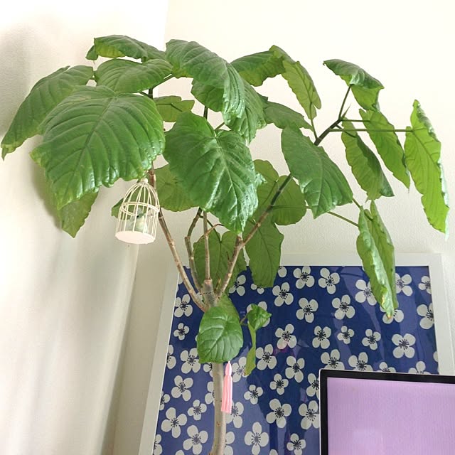 YUIさんの実例写真