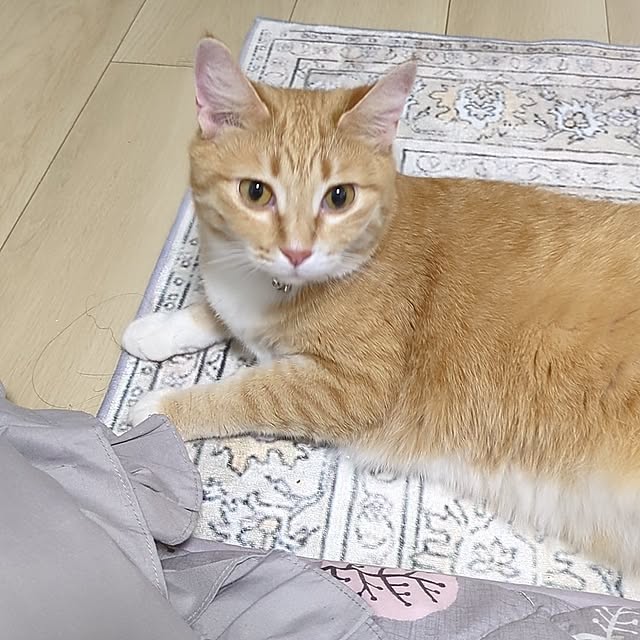minnieさんの部屋