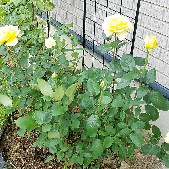 Kinanさんの実例写真