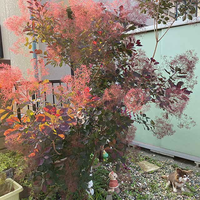 chIoeさんの部屋