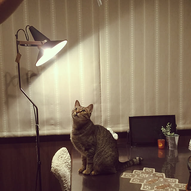 chikaさんの実例写真