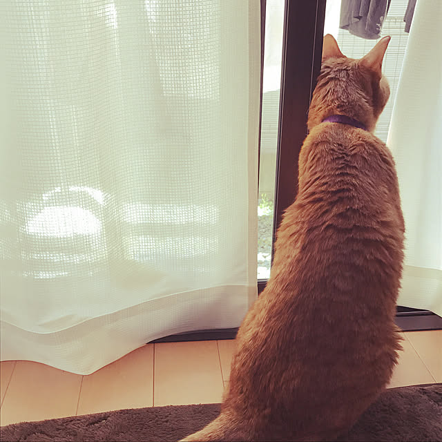 masakiさんの実例写真