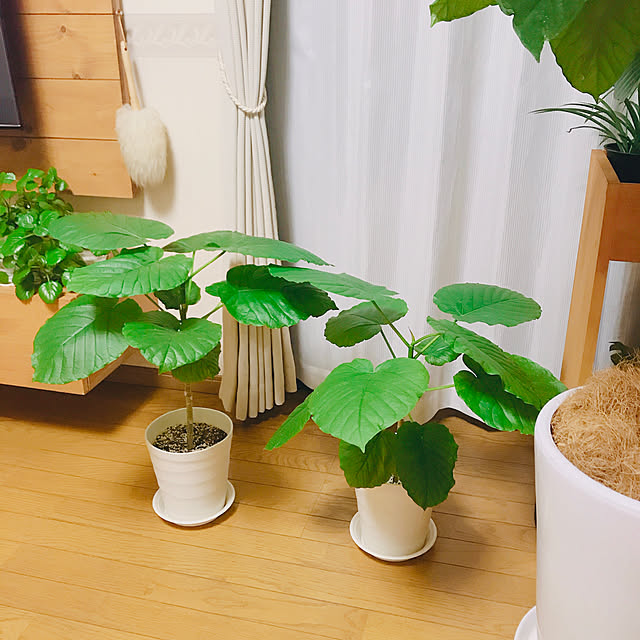 yukaさんの実例写真