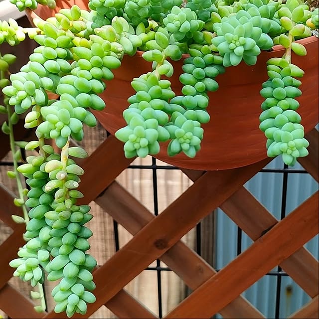 VERANDARJUNさんの実例写真