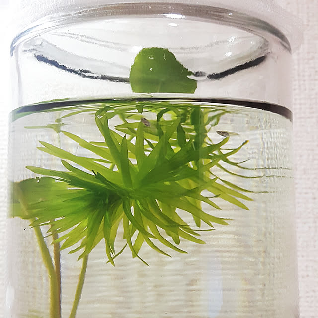 rinkoさんの実例写真