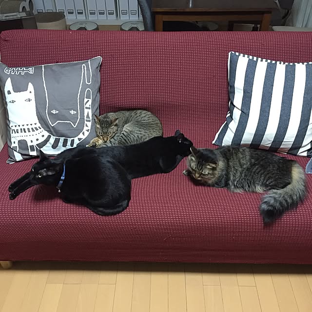 yuki0511さんの実例写真