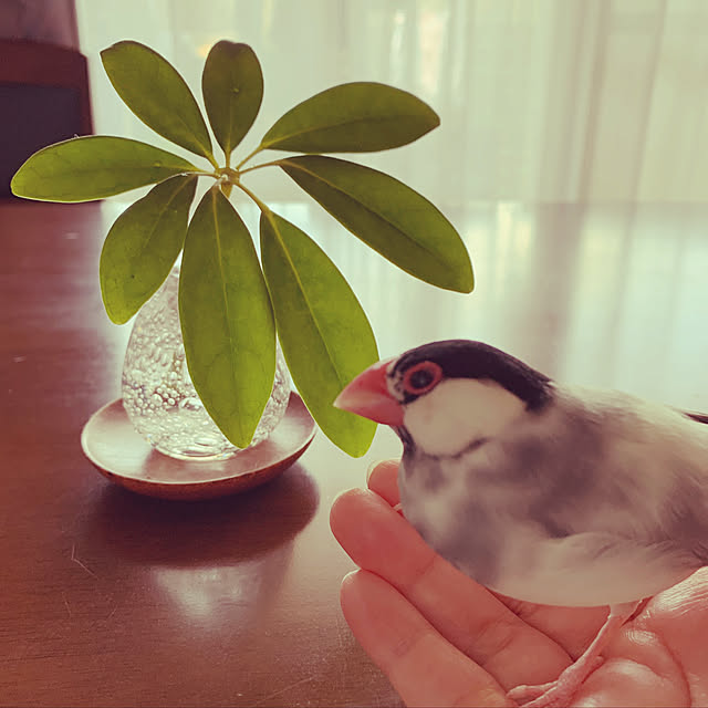 Chhhiさんの実例写真