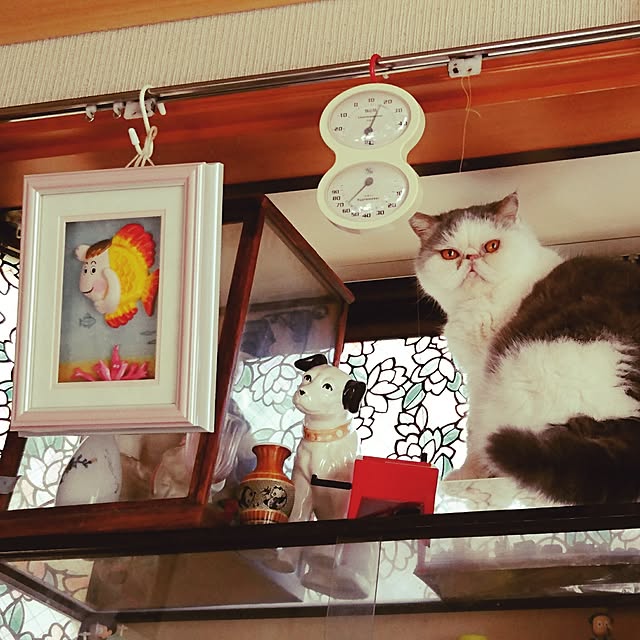 Anyanさんの実例写真