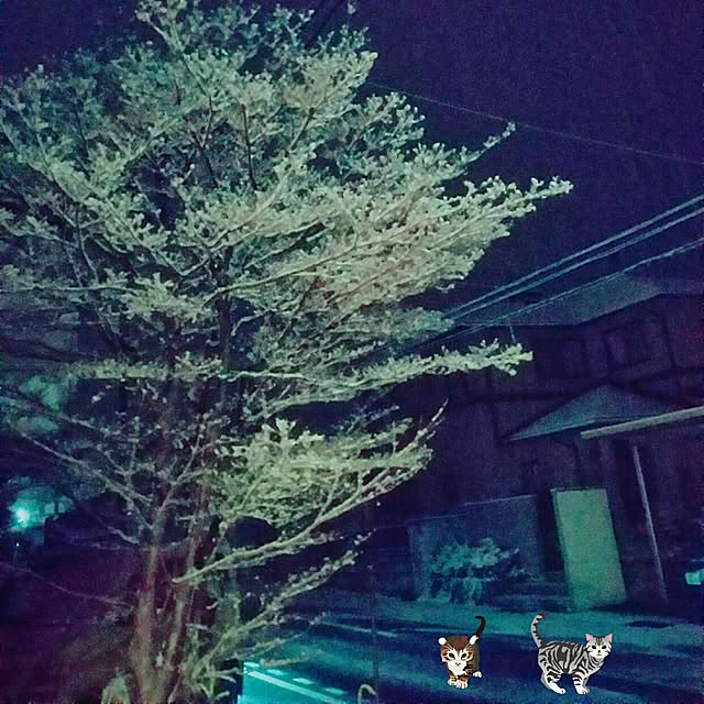 cherrycherryさんの実例写真
