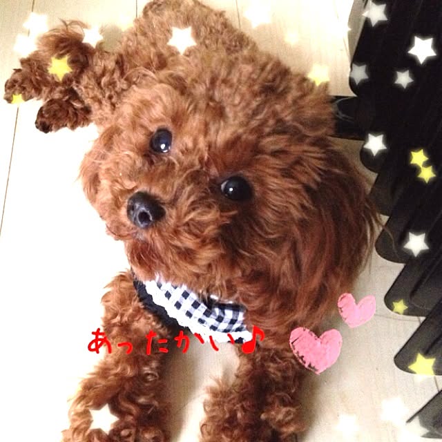cocoさんの実例写真