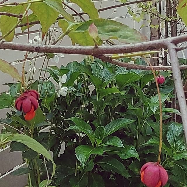 Bienvenueさんの部屋