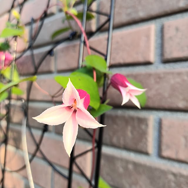 机/北海道/花のある暮らし/リシマキア/小さな庭...などのインテリア実例 - 2023-07-08 18:14:02