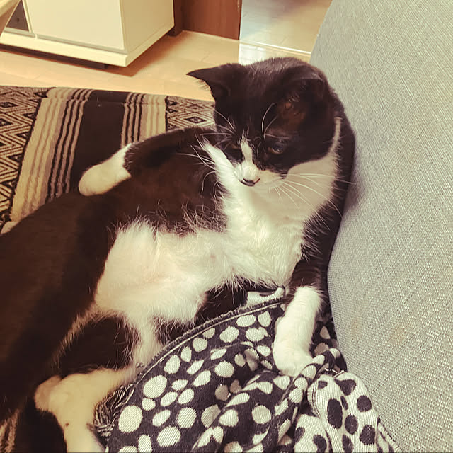 nekoさんの実例写真