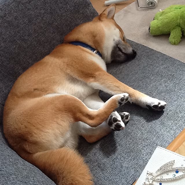 kotaさんの実例写真