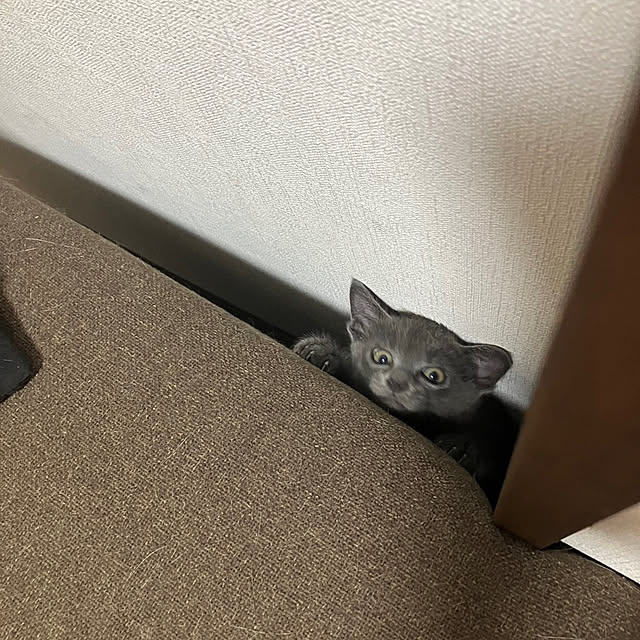 nekoさんの部屋
