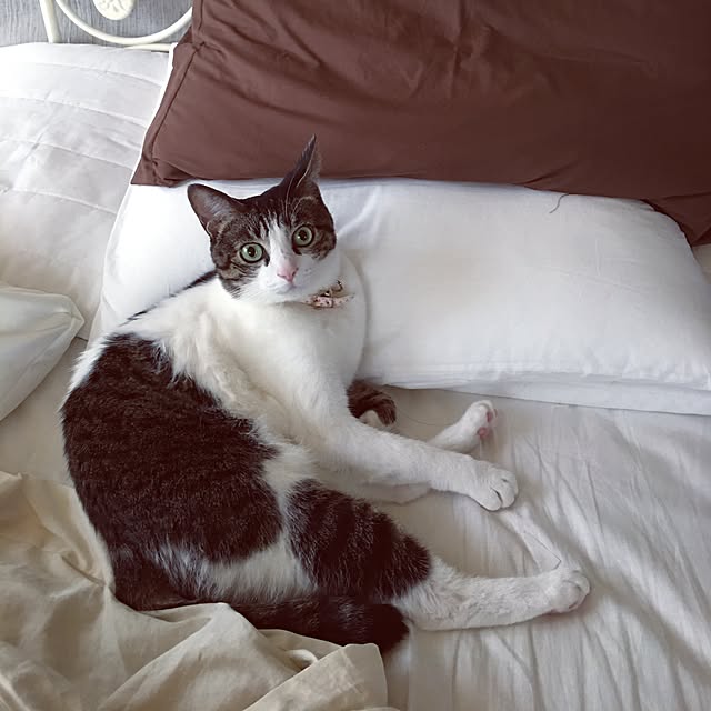 Shihoさんの実例写真