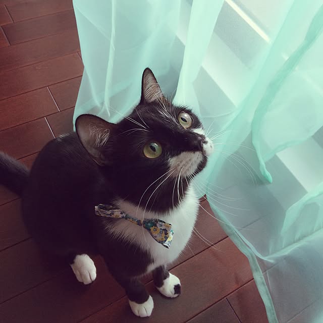 kitさんの実例写真