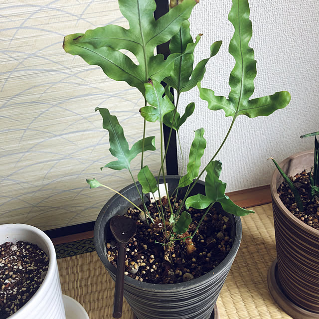 hanachanさんの部屋