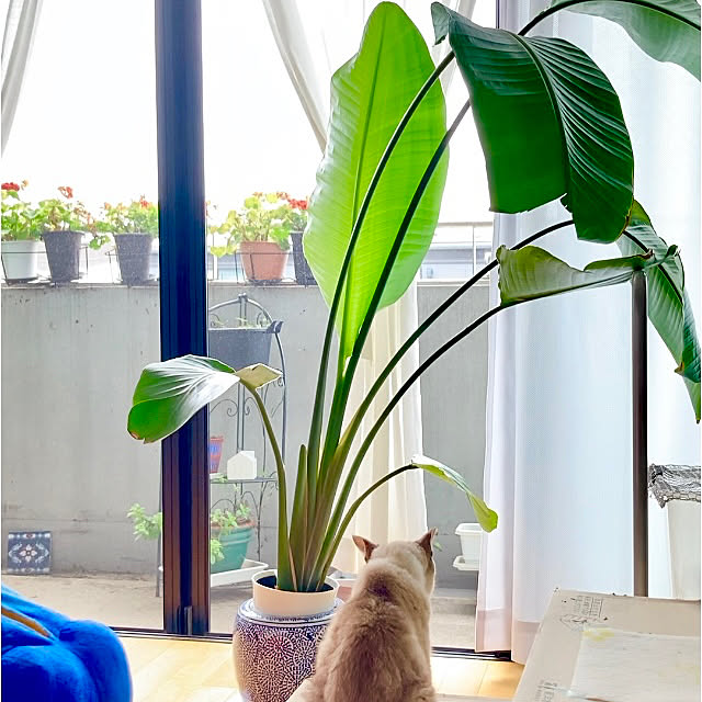 bonobono54さんの実例写真