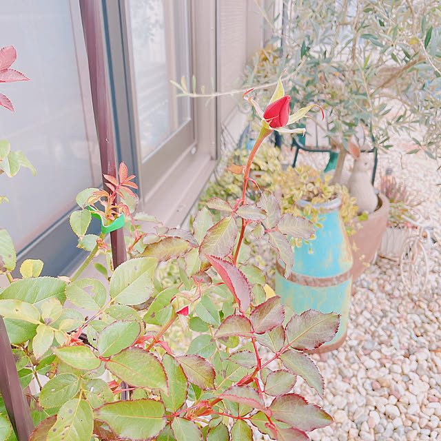 akiko-ovさんの部屋