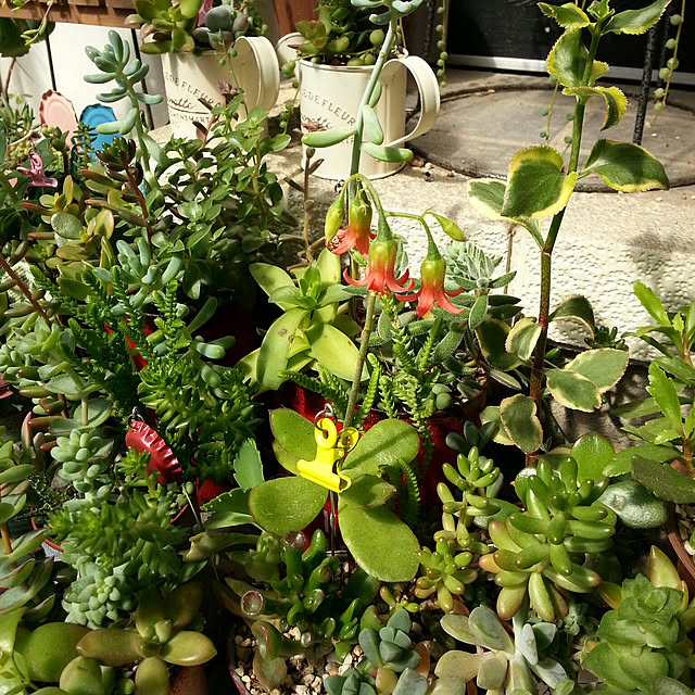 机/多肉植物のインテリア実例 - 2020-06-25 09:04:00