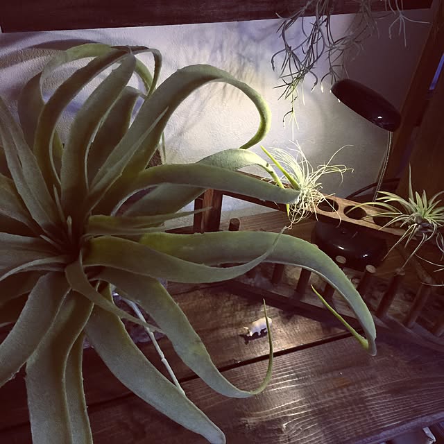 mamyuさんの実例写真