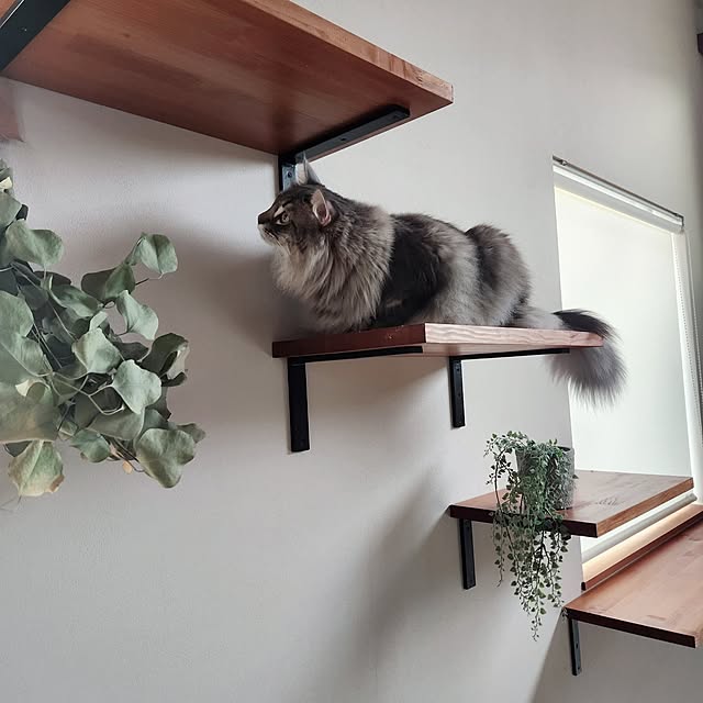 kossyさんの実例写真