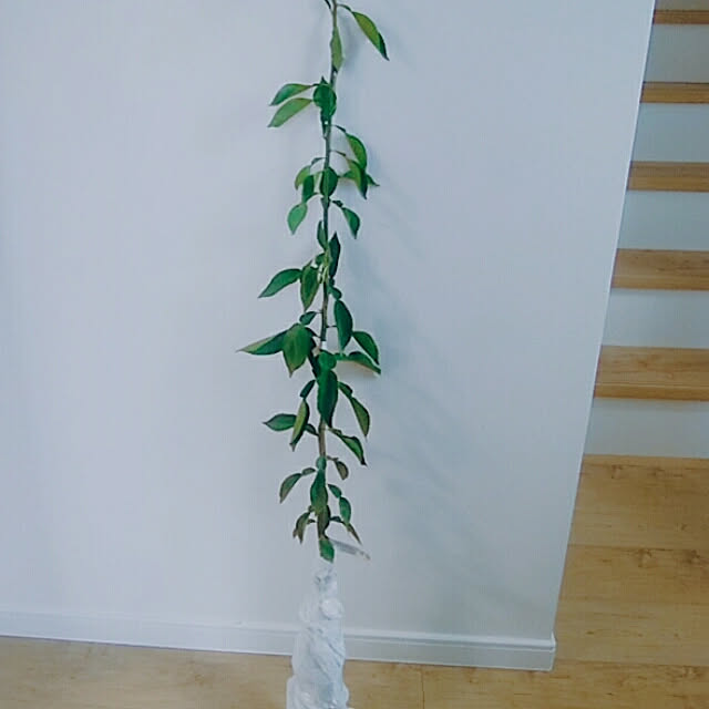 mintさんの実例写真