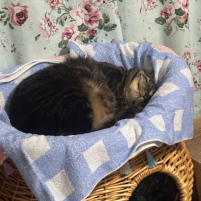 momocchiさんの部屋