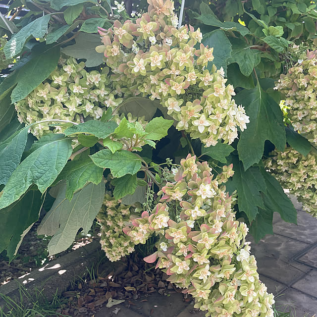 kuikoさんの部屋