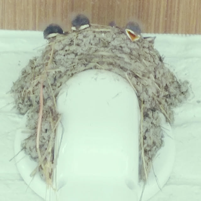rose36さんの実例写真