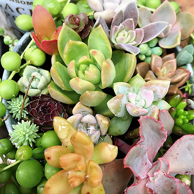 **yuu**さんの実例写真