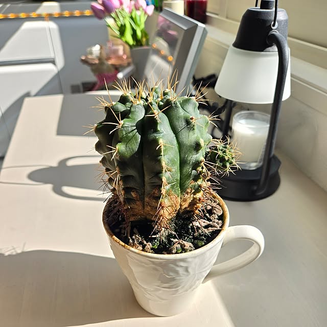 mutyukingさんの実例写真