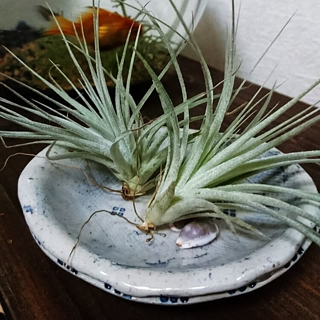 mbjeckさんの実例写真