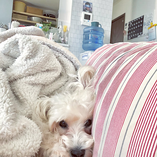 suzyさんの実例写真