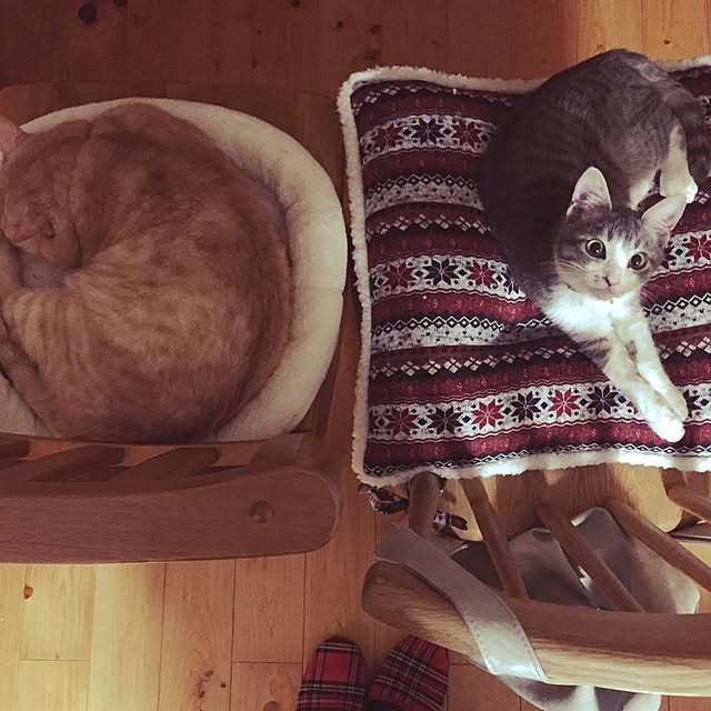 chiimalさんの実例写真