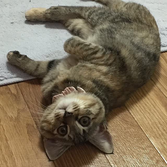 実例写真