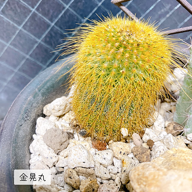 seki3さんの部屋
