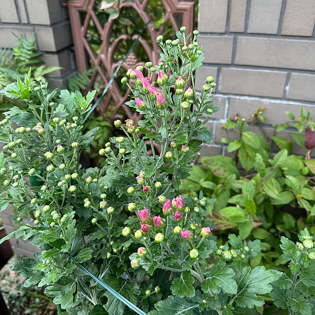 mamizaさんの部屋