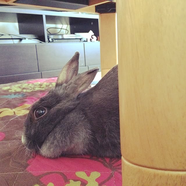 meeeeeeeeeiさんの実例写真