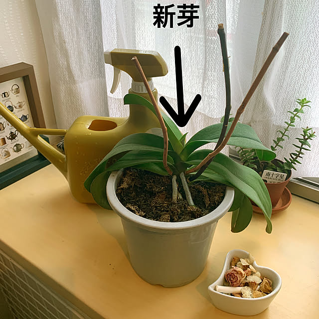 eshinobumさんの実例写真