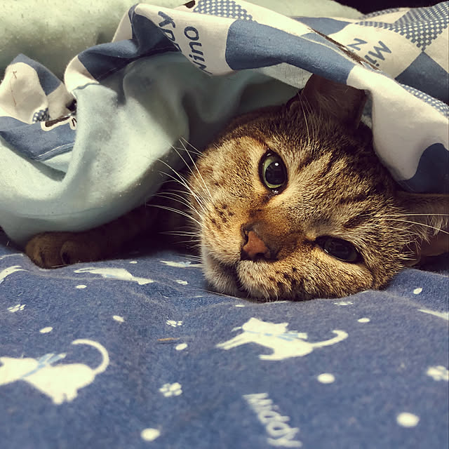 猫/ねこのいる日常/ねこが好き/ねこと共同生活。/ベッド周りのインテリア実例 - 2018-08-26 15:11:33