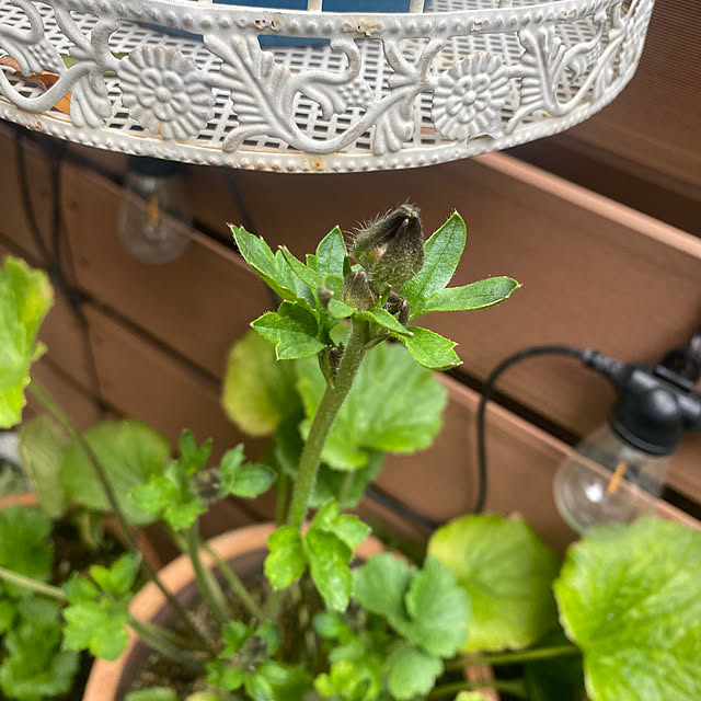 fu-mufumuさんの部屋