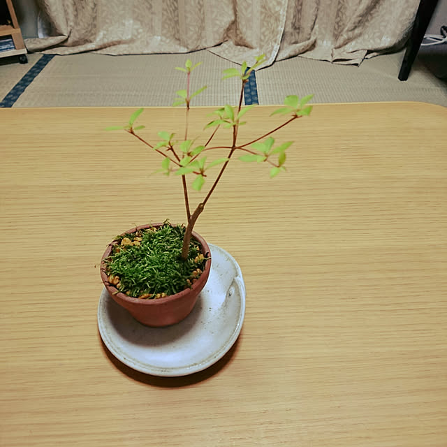 oliveさんの実例写真